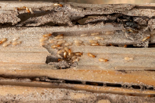 Best Affordable Pest Control Services  in Pocono Ranch Lands, PA